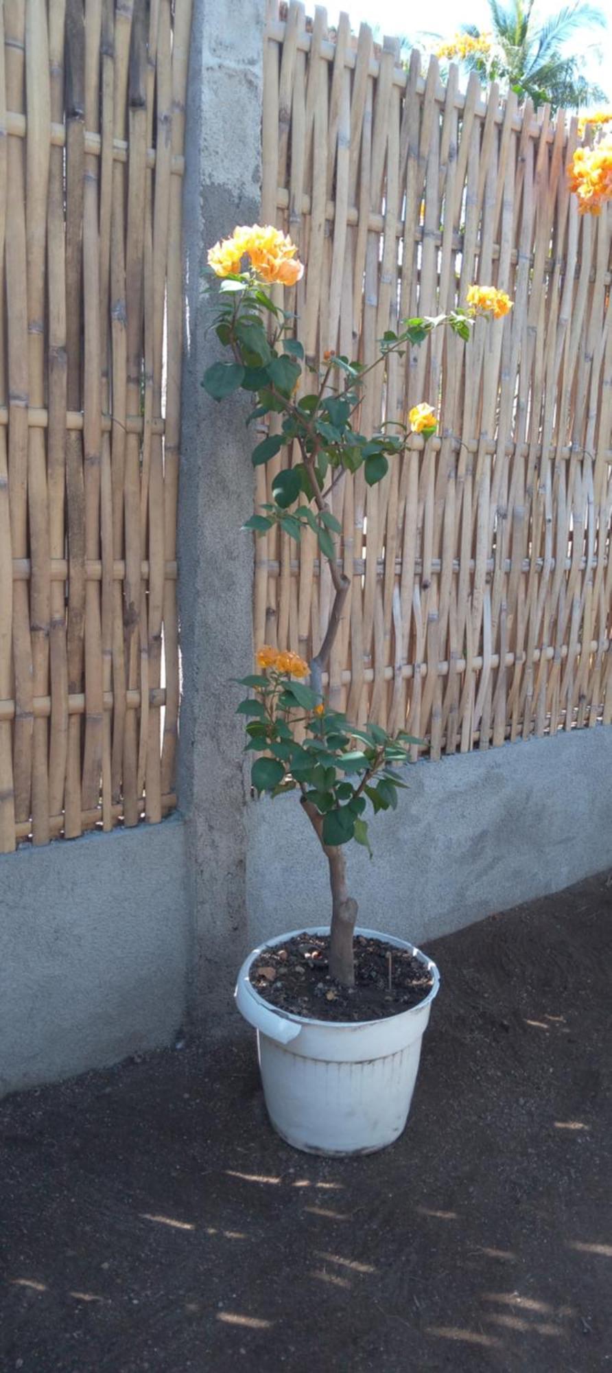 Exotic House Villa Gili Meno Ngoại thất bức ảnh